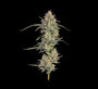 Chem Cookies Auto (Seedsman)