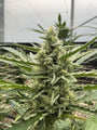 Lilac Cookies Auto (Seedsman)