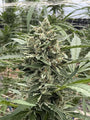 Thai Cookies Auto (Seedsman)