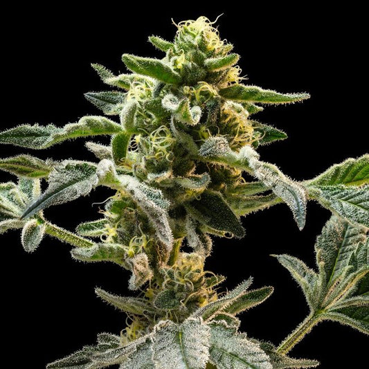 Sherbanger (Seedsman) feminisiert Cannabis Samen von Seedsman