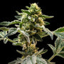 Sherbanger (Seedsman) Feminized