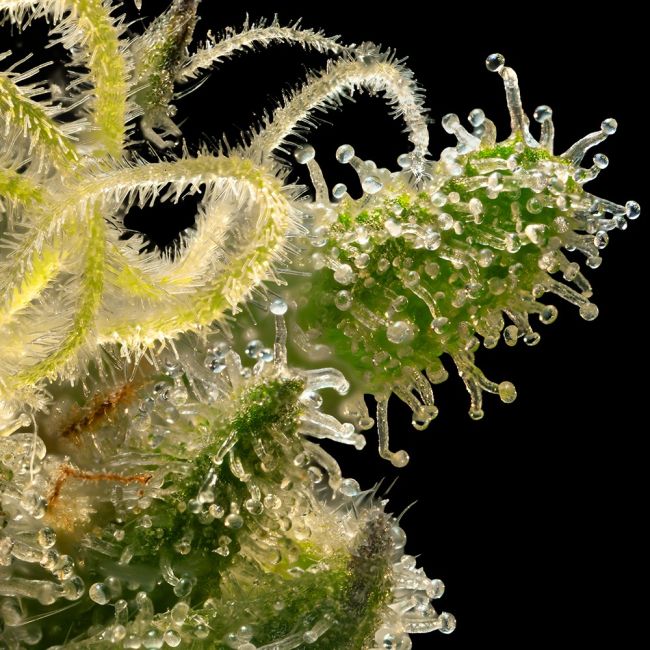 Sherbanger (Seedsman) feminisiert Cannabis Samen von Seedsman