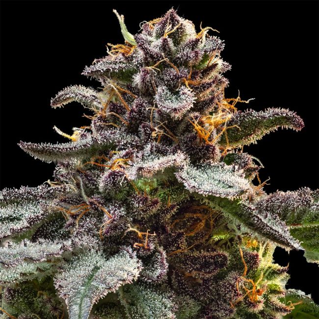 Jelly Cake (Seedsman) feminisiert Cannabis Samen von Seedsman