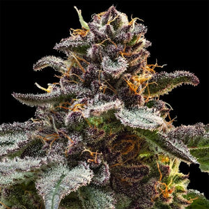 Jelly Cake (Seedsman) feminisiert Cannabis Samen von Seedsman