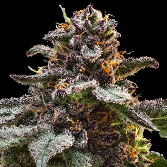 Jelly Cake (Seedsman) feminisiert Cannabis Samen von Seedsman