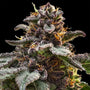 Jelly Cake (Seedsman) Feminized