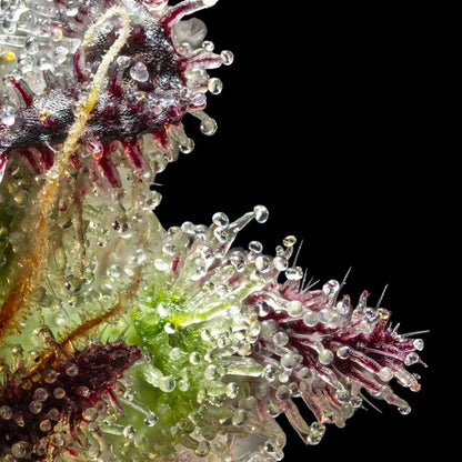 Jelly Cake (Seedsman) feminisiert Cannabis Samen von Seedsman