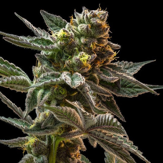 Gush Mintz (Seedsman) feminisiert Cannabis Samen von Seedsman