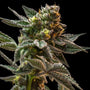 Gush Mintz (Seedsman) Feminized