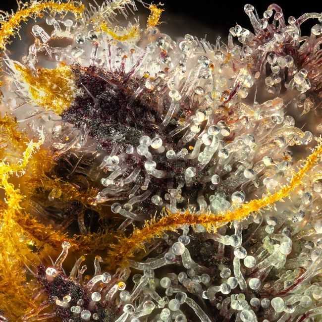 Gush Mintz (Seedsman) feminisiert Cannabis Samen von Seedsman