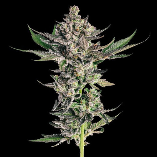 Grapes & Cream (Seedsman) feminisiert Cannabis Samen von Seedsman