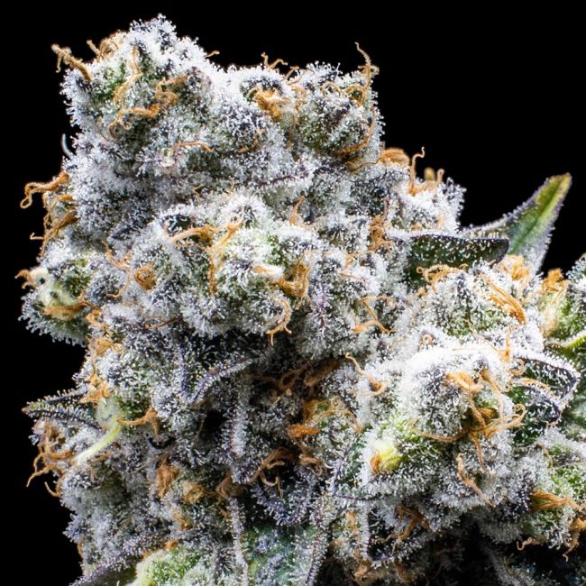 Grapes & Cream (Seedsman) feminisiert Cannabis Samen von Seedsman