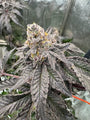 Gary Sherbet (Fast Buds) Feminized
