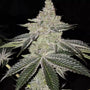 Chama R1 (Ethos Genetics) feminisiert
