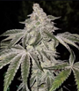 Atomic Leisure R1 (Ethos Genetics) feminisiert