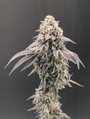 Garlic Mint Sherbet (Fast Buds) feminized