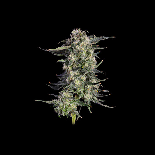 Super Lemon Sunset (Happy Valley Genetics) feminisiert