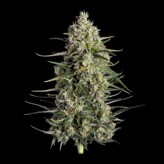 Spice Rack (Happy Valley Genetics) feminisiert