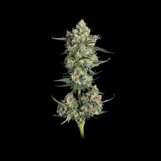 Lemon Quest (Happy Valley Genetics) feminisiert
