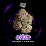 Obsidian (Wizard Trees) feminized