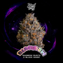 Black Bow (Wizard Trees) feminized