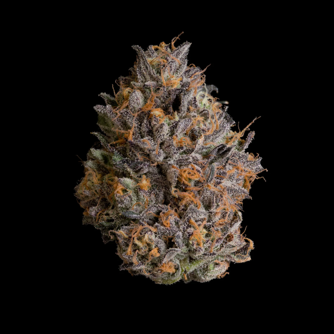Black Bow (Wizard Trees) feminisiert