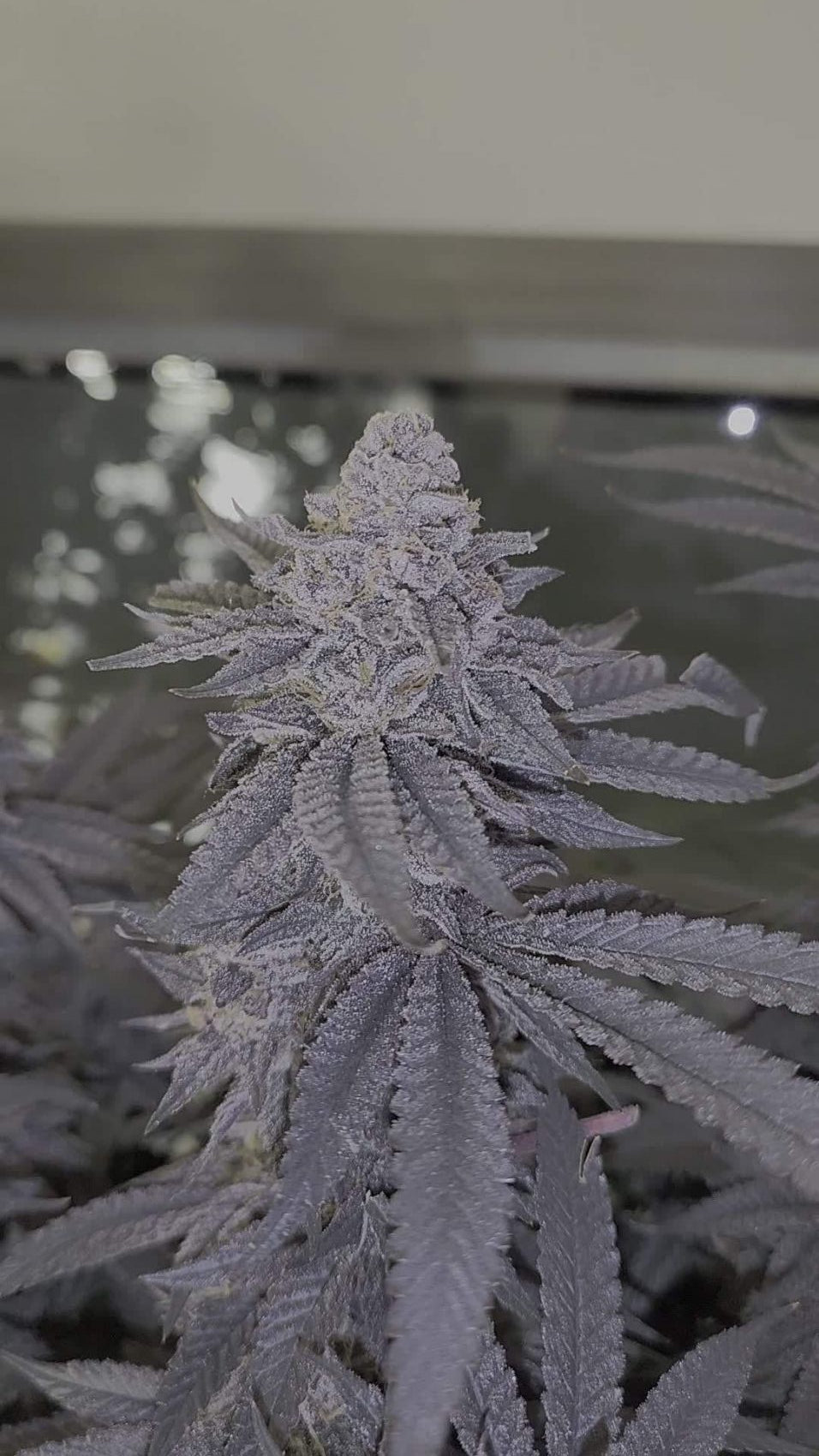 Dolato S1 (In House Genetics) feminisiert