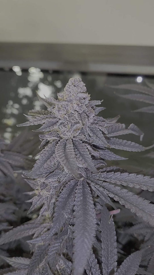 Dolato S1 (In House Genetics) feminisiert