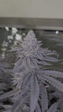 Dolato S1 (In House Genetics) feminized