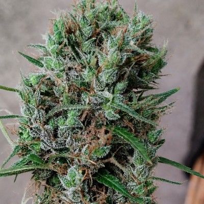 Papua New Guinea (Ace Seeds)