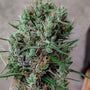 Papua New Guinea (Ace Seeds) Regulär