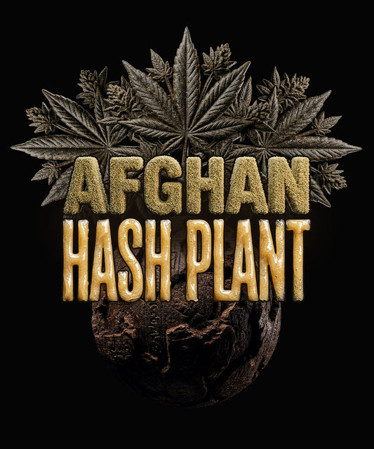 Afghan Hashplant Auto (Barney's Farm) autoflowering