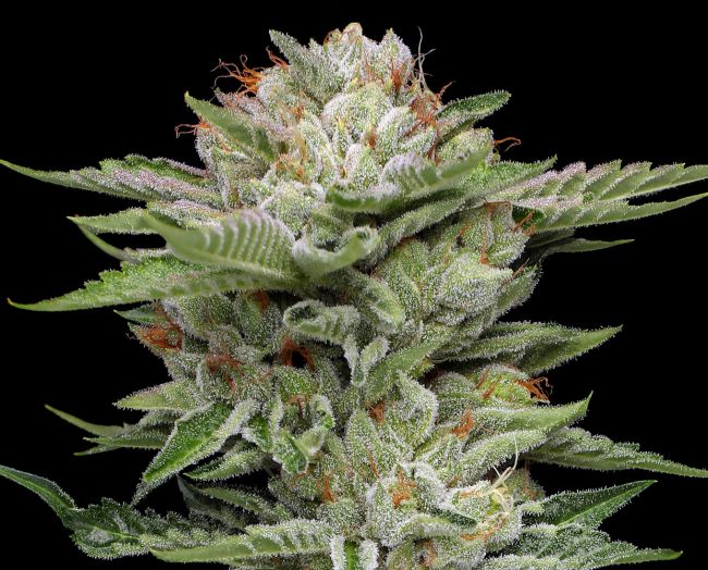 V-Auto (Humboldt Seed Co.) Cannabis Samen von Humboldt Seed Co.