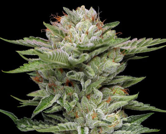 V-Auto (Humboldt Seed Co.) Cannabis Samen von Humboldt Seed Co.
