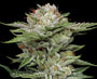 V-Auto (Humboldt Seed Co.)