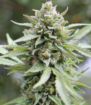 Lemongrass Auto (Humboldt Seed Co.) Cannabis Samen von Humboldt Seed Co.