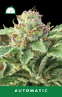 Apple Blossom Auto (Humboldt Seed Co.)