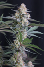 Lemon Tree Auto (Fast Buds)