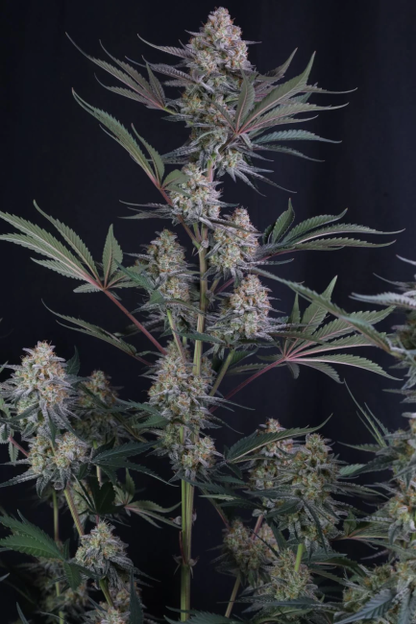 Lemon Tree Auto (Fast Buds) Cannabis Samen von Fast Buds