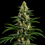 Northern Lights 99 (Seedsman x Brothers Grimm Seeds) Feminized