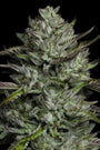 Bob Marley Redemption Indica (Humboldt Seed Co.) Feminized