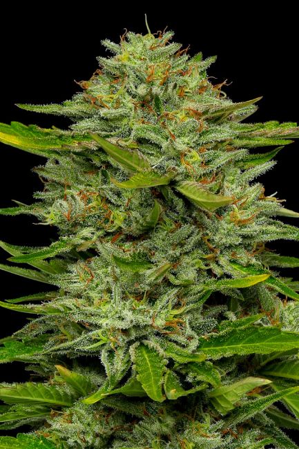 Bob Marley One Love Sativa (Humboldt Seed Co.) feminisiert Cannabis Samen von Humboldt Seed Co.