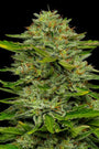 Bob Marley One Love Sativa (Humboldt Seed Co.) Feminized