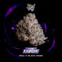 The Curse (Wizard Trees) feminized