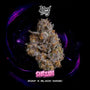 Shazam (Wizard Trees) feminized