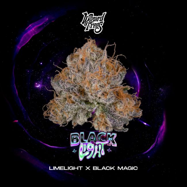 Blacklight (Wizard Trees) feminisiert Cannabis Samen von Wizard Trees