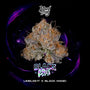 Blacklight (Wizard Trees) Feminized
