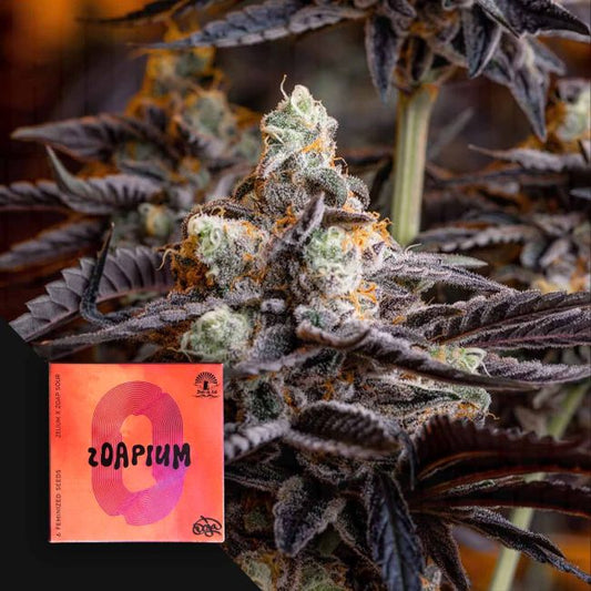 Zoap (Doja Exclusive) feminisiert Cannabis Samen von Doja Exclusive