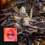 Zoap (Doja Exclusive) feminized