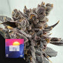 Sapphire Solstice (Doja Exclusive) Feminized